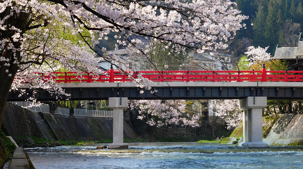 春の桜と中橋