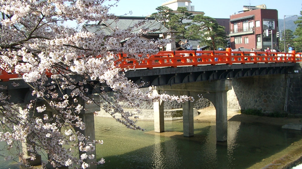 高山祭と桜