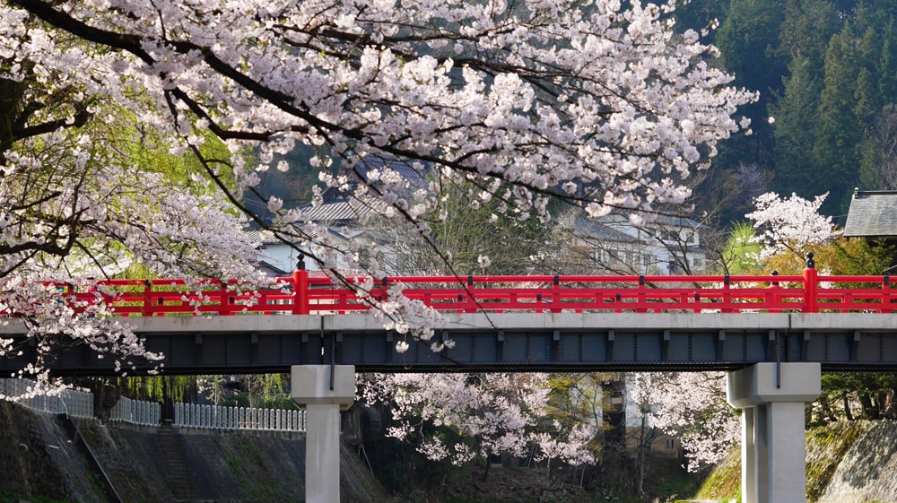 高山祭と桜