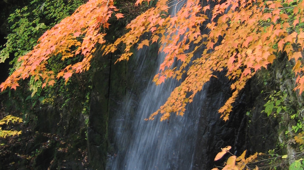 四十八滝と紅葉